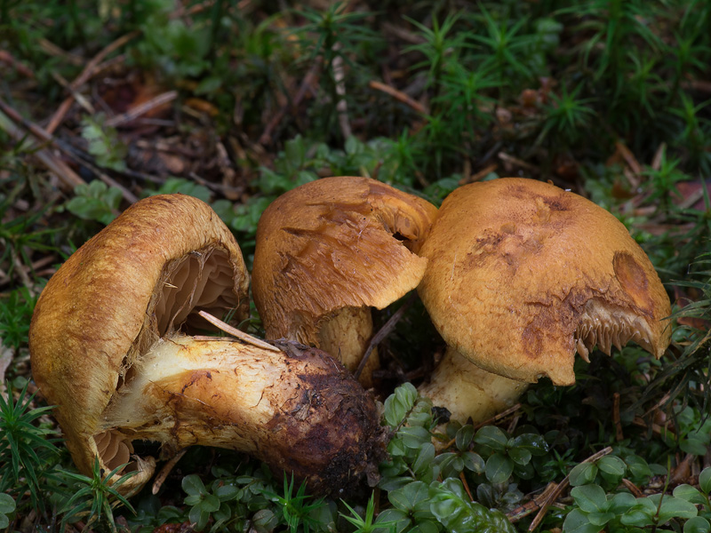 Cortinarius callisteus